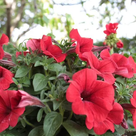 Bed & Breakfast Il Baiocco